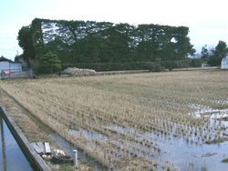 築地松