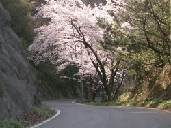 チェリーロード