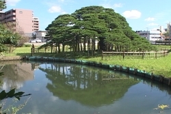 舟つきの松