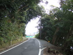 木のトンネル