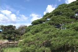 舟つきの松