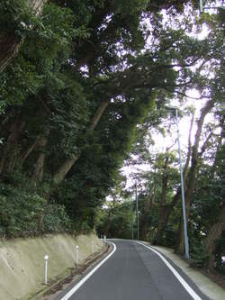 木のトンネル