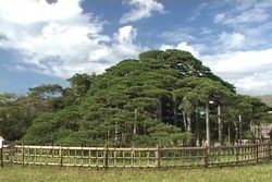 舟つきの松