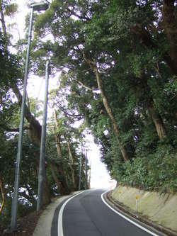 木のトンネル