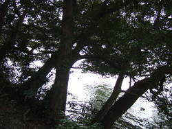 木のトンネル